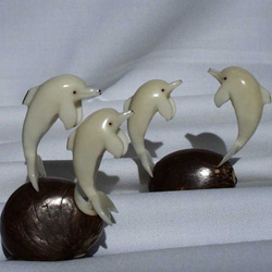 tagua figure coupe