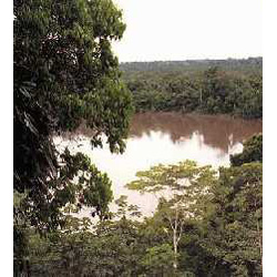 tagua seeds waldsamen