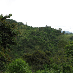 Regenwald mit Tagua-Palmen