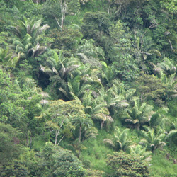Tagua-Palmen