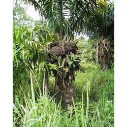 Tagua-Palme mit Früchten