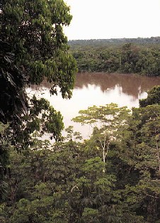 forêt tropical avec palmiers de tagua