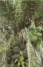 Regenwald mit Taguapalmen