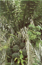 palmera de tagua